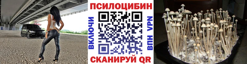 мега ONION  Приозерск  Псилоцибиновые грибы Cubensis  где купить наркоту 